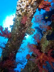 Sunburst at the Yolanda wreck, Ras Mohamed Park taken wit... by Nikki Van Veelen 